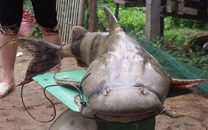 "Quái ngư" im lìm như khúc gỗ dưới lòng sông Đà: Thuộc "Ngũ quý hà thủy", là bảo vật tiến Vua