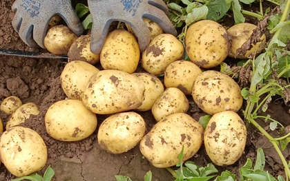 Ra chợ mua khoai tây, gặp 4 loại rẻ ngon mắt mấy cũng đừng mua