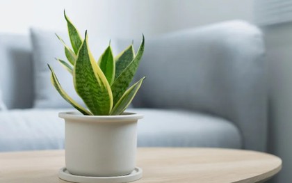 7 loại cây có khả năng hút khí độc, lọc sạch 85% không khí trong 24h, nên trồng ngay trong những ngày ô nhiễm nặng