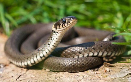 5 cây dụ rắn vào nhà, ai đang trồng thì CẢNH GIÁC