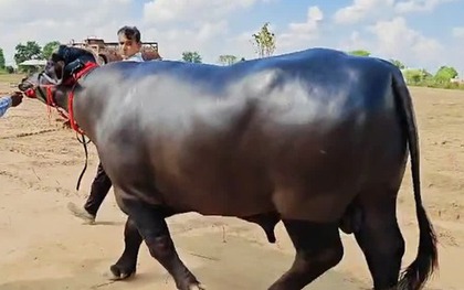 Con trâu được trả 8,7 tỷ đồng, người đàn ông vẫn từ chối bán