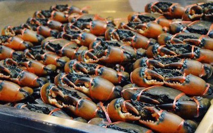 Kho báu dưới nước của Việt Nam 'bơi' sang Mỹ, Nhật Bản siêu đắt hàng: xuất khẩu tăng khủng hơn 600%, chất lượng vượt trội hàng đầu thế giới