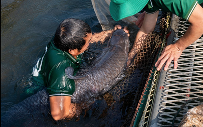 "Quái ngư” có kích thước hiếm gặp dưới lòng hồ nhân tạo lớn nhất Đông Nam Á