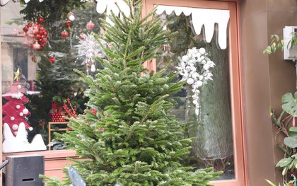 Đại gia Hà Nội chi hơn 100 triệu đồng mua thông tươi nhập khẩu đón Giáng sinh