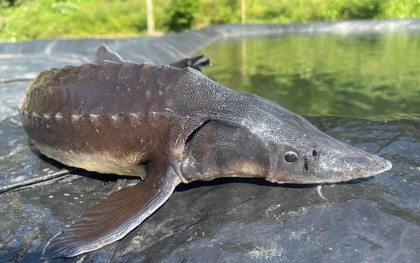 Giải mã "quái ngư" 45kg lần đầu tiên được nuôi thành công trong lòng hồ Hòa Bình
