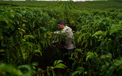 Cà phê robusta trỗi dậy: Một quốc gia BRICS đặt mục tiêu tăng sản lượng gấp 150 lần, Việt Nam đang dẫn đầu thế giới