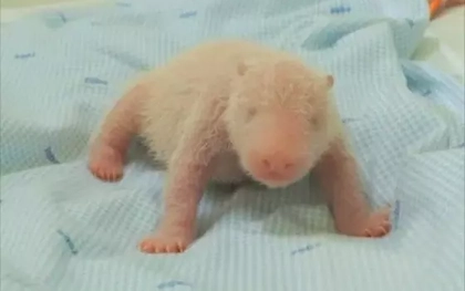 Gấu trúc đầu tiên ra đời ở Indonesia