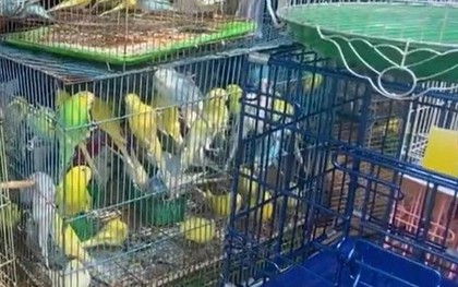 Kiểm tra cửa hàng chim cảnh nổi tiếng ở TPHCM, tạm giữ 341 con chim đủ loại