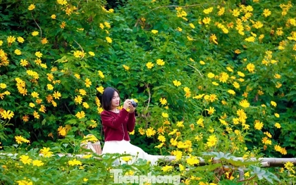 Hoa dã quỳ rực rỡ như Tây Nguyên giữa lòng Hà Nội