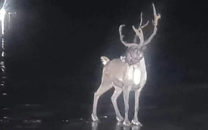 Kỳ lạ: Chú tuần lộc khiến cảnh sát cũng phải vào cuộc