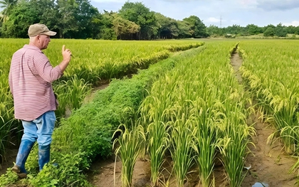 Giống lúa Việt Nam "gây sốt" khi được Cuba trồng đại trà: Nông dân thu hoạch xong phải… ngỡ ngàng