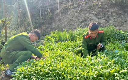 Trồng gần 2.800 cây thuốc phiện để làm rau ăn hàng ngày