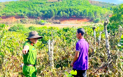 Vụ triệt hạ cả trăm cây hồ tiêu, cà phê: Gã anh rể khai do ghen tuông với em họ của vợ