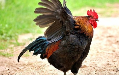 Cụ ông nộp đơn khiếu nại hàng xóm vì gà trống gáy lúc 3 giờ sáng