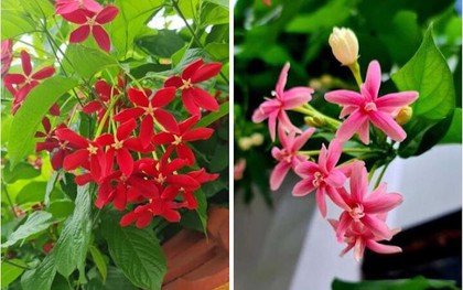 Có nên trồng cây sử quân tử trước nhà?