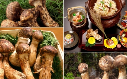 Giải mã cơn sốt nấm Matsutake - loại nấm đắt hơn vàng, giới siêu giàu lùng sục khắp thế giới