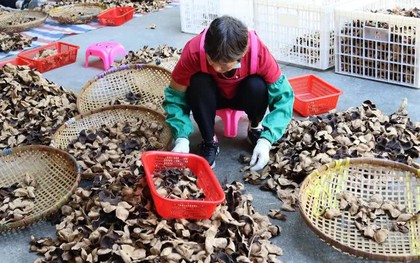 Ở nơi 'vàng' mọc trên cây