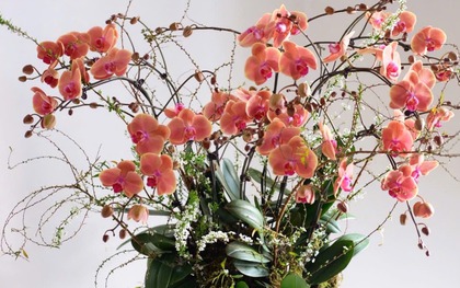 Gợi ý mua quà tặng Ngày Thầy thuốc Việt Nam 27/2