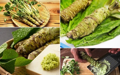 Lọai củ "xấu ma chê quỷ hờn" giá gần 6 triệu đồng/kg, "đỏng đảnh" khó trồng