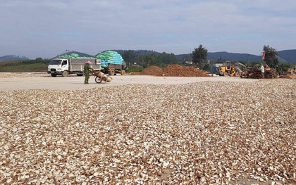 Việt Nam sở hữu 'vựa lúa dưới lòng đất' được Nam Á đổ tiền thu mua hàng nghìn tấn: Xuất khẩu tăng hơn 100%, Trung Quốc rốt ráo săn lùng