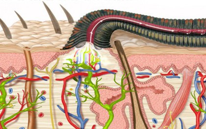 Sự thật kinh hoàng về đỉa ký sinh trong cơ thể: Chúng có thể sống bao lâu trong dạ dày của con người?