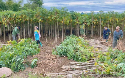 Không phải gạo hay sầu riêng, một loại cây quý đưa Việt Nam và Thái Lan trở thành 2 ông trùm của thế giới: Từ gốc đến ngọn đều hái ra tiền, nước ta có 43 tỉnh thành đang sở hữu