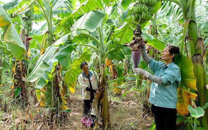 Loại cây giúp người Hà Nội kiếm tiền tỷ, Trung, Nhật liên tục chốt đơn: Từ thân đến lá đều dùng được hết