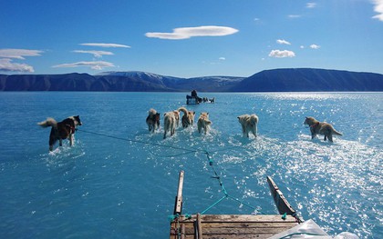 Bức ảnh chó husky đi trên băng đẹp đến kinh ngạc, nhưng đằng sau là một sự thật không ai muốn đối mặt!