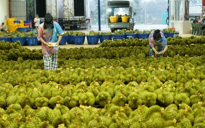 Thêm một đối thủ của sầu riêng Việt Nam và Thái Lan gia nhập Trung Quốc: Sẽ xuất khẩu đông lạnh kể từ cuối năm, phí vận chuyển bằng 1 nửa so với sang Thái Lan