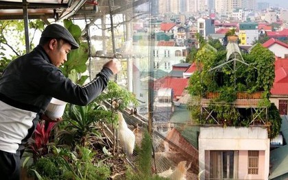 Kỹ sư Hà Nội bỏ việc công ty, chi gần 1 tỷ đồng xây cả khu vườn trên sân thượng, nuôi 12 con gà và gần 100 con cá