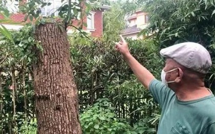 Cắt tỉa cây long não mọc trong vườn nhà, người đàn ông bất ngờ bị khởi kiện, tòa tuyên bố: Phải bồi thường 500 triệu đồng