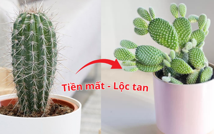 Loài cây nằm trong "danh sách đen", tuyệt đối không trồng trong nhà kẻo người gặp tai họa - của đội nón ra đi