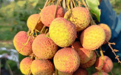 Vải Tây Nguyên đầu mùa giá cao đến khó tin