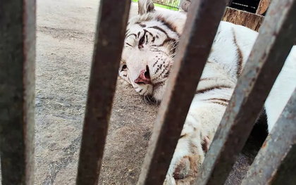 Người truyền cảm hứng cho toàn thế giới về tình yêu động vật bị hổ trắng vồ chết