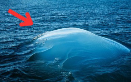 Hình ảnh lạ xuất hiện giữa đại dương khiến các nhà khoa học đau đầu: Bí mật là gì?