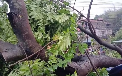 Cây xanh gãy đổ, ngập nhiều nơi do mưa gió