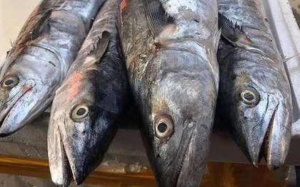 3 loại cá "tốt hơn cả cá hồi", chợ Việt bán nhiều vô kể, bạn cứ mạnh dạn mua