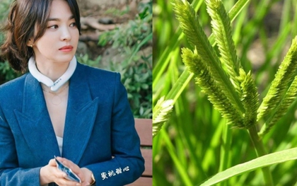 Việt Nam có 1 loại lá chống rụng tóc, kích thích mọc tóc con rất tốt: Tận dụng có thể trị được nhiều căn bệnh quen thuộc hiệu quả