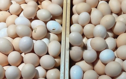 Mua trứng gà: Chọn quả to hay nhỏ? Người chăn nuôi tiết lộ bí mật, đừng ai mua sai nữa!