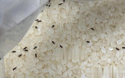 Gạo có côn trùng không cần phơi dưới ánh nắng! Chủ hàng gạo chỉ 1 mẹo để gạo cả năm không bị mọt