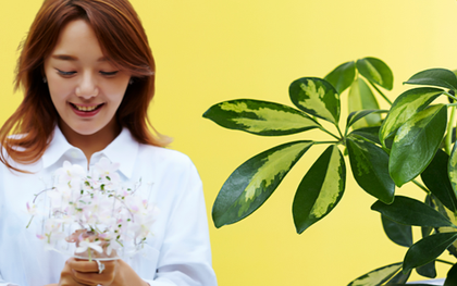 3 món nên mua đúng thời điểm trong tháng 5 - Vừa đẹp nhà vừa hút tài lộc về ví