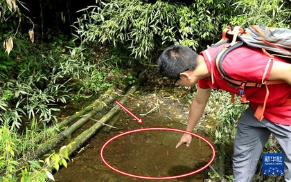 Lần theo tiếng động dưới vũng nước nông, cán bộ kiểm lâm hân hoan tìm thấy loài "tuyệt chủng" hơn 50 năm