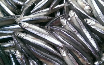 Gặp loài cá này ở chợ Việt nên mua ngay, được Mỹ đánh giá “bổ hơn cá hồi”, giàu canxi hơn sữa bò