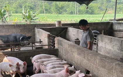 Thành phố Cao Bằng tiêu hủy gần 3 tấn lợn mắc dịch tả lợn châu Phi