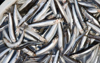 Loại cá dân dã 30.000 đồng/kg có canxi cao gấp 25 lần cá hồi, xưa làm mắm - nay lên bàn tiệc sang!