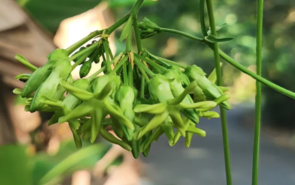 Loại hoa đem nấu canh giúp bổ gan, thận: Việt Nam trồng nhiều, người dân đem bán, kiếm hơn 1 tỷ đồng/năm