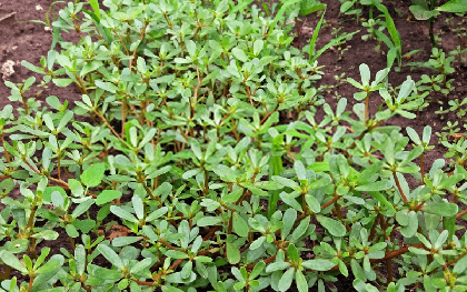 1 loại rau mọc dại ở Việt Nam, người Trung Quốc gọi là “rau trường thọ”: Là “kho” omega 3, lợi không kém thuốc bổ