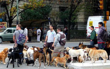Bên trong thành phố nơi mọi người nuôi chó nhiều hơn nuôi em bé: Không phải ở Hàn Quốc, Nhật Bản hay châu Âu