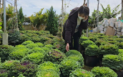 Việt Nam có loại rau giàu canxi gấp đôi sữa, chuyên gia Mỹ khen là "siêu thực phẩm": Hạ mỡ máu cực tốt