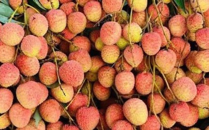 Chợ mạng rao bán vải u hồng chín sớm, giá rẻ bất ngờ